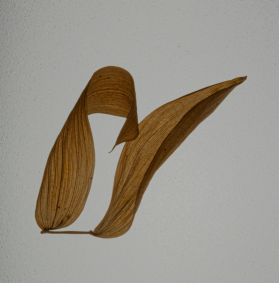 Leaf